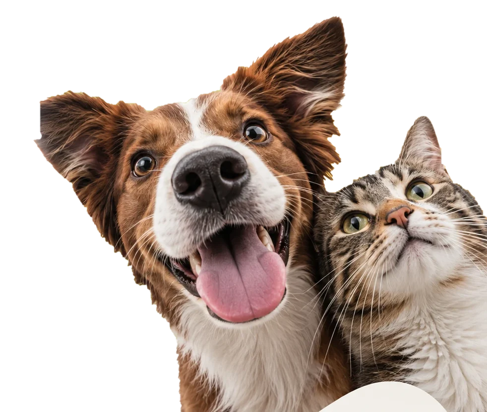 Ein fröhlicher Hund und eine neugierige Katze schauen in die Kamera